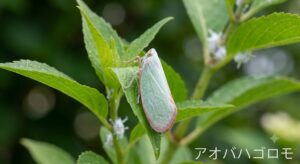 アオバハゴロモの成虫